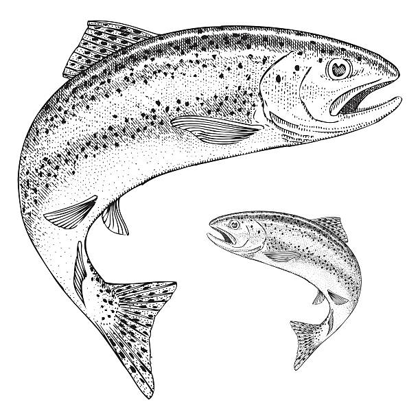 Jumping Trout Illustration Hand drawn illustration of a jumping Rainbow trout trout illustrations stock illustrations