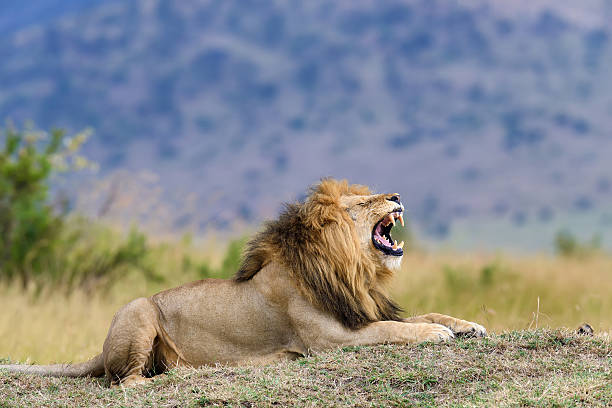 istock Close lion in National park of Kenya 511484884