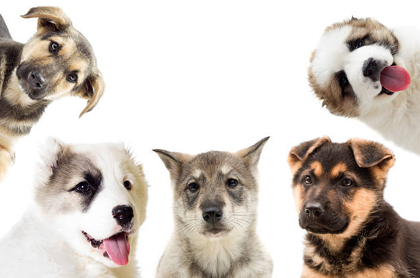 set of puppies looks