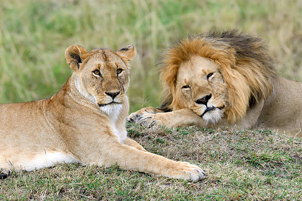 istock Close lion in National park of Kenya 511485342