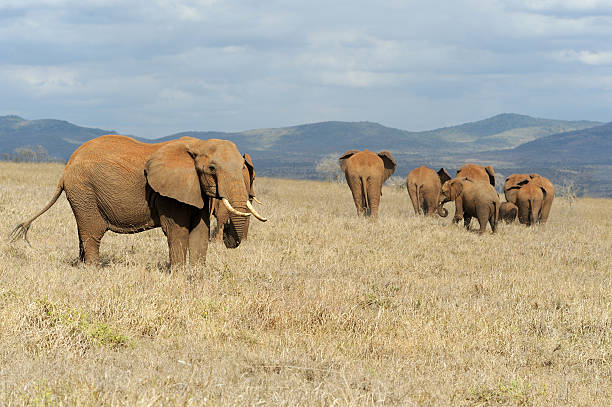 istock Elephant in National park of Kenya 511485400