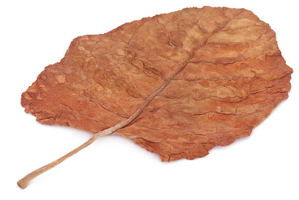 istock Dry tobacco leaves 511485564