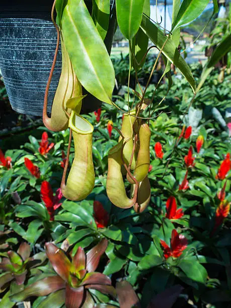 They are plants "nepenthes". Common name is "tropical pitcher plants".