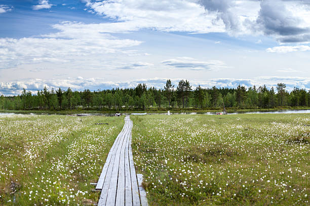 istock Wooden pathway to river bank between swamp 511487480