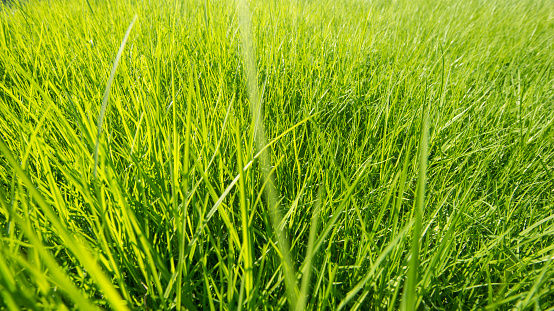 Green grass surface background