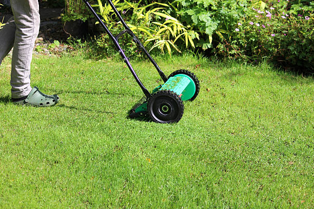 istock Image of gardener mowing lawn with push lawnmower, cylinder mower 511502147