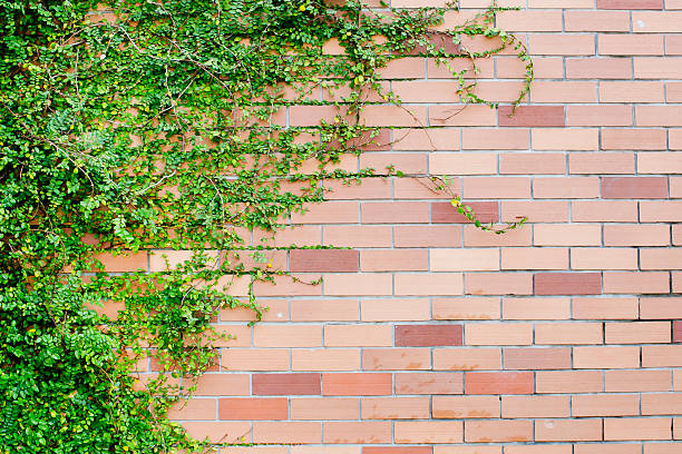 istock Fresh spring green leaves plant over brick wall background 511502811