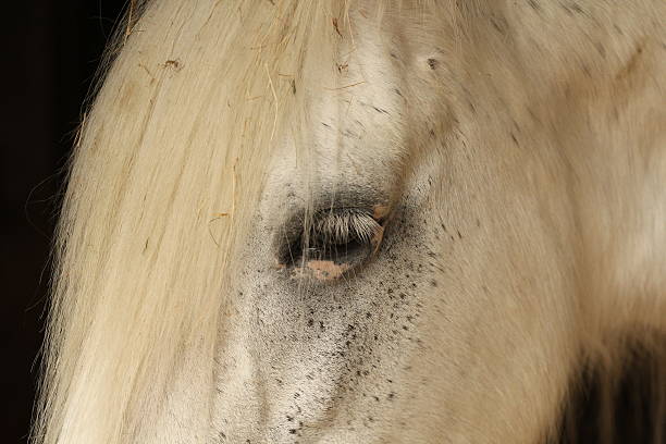 istock Close up of white horse head 511504327