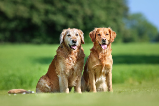 Two purebred Golden Retriever dogs outdoors on a sunny summer day.