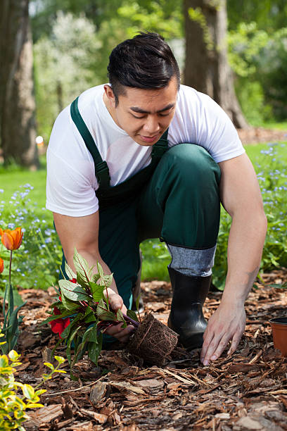 istock Gardener planting flowers 511506951