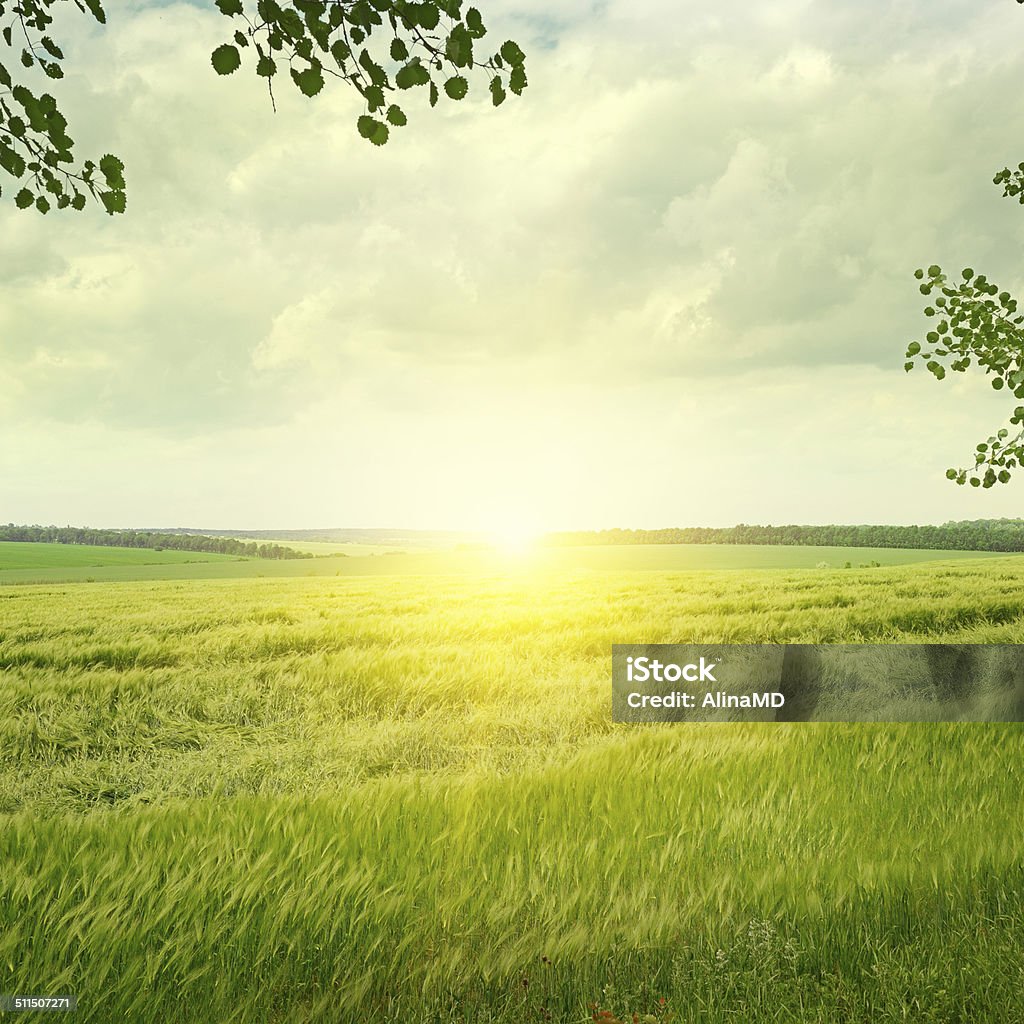 spring field Beautiful sunrise  on spring field Agricultural Field Stock Photo