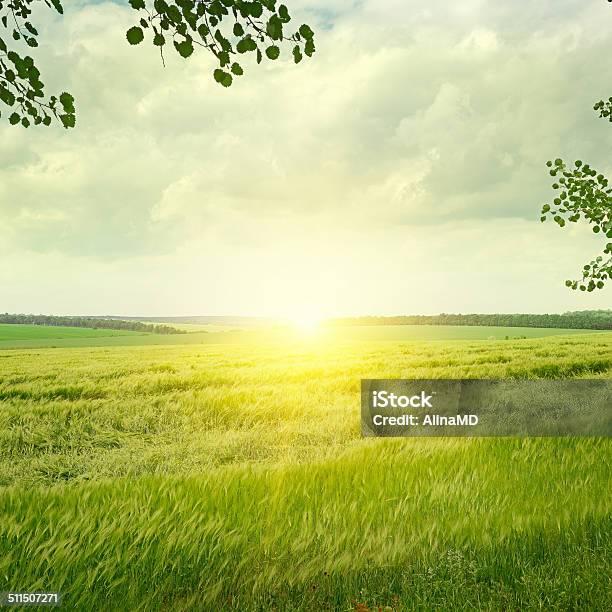 Spring Field Stock Photo - Download Image Now - Agricultural Field, Dawn, Day