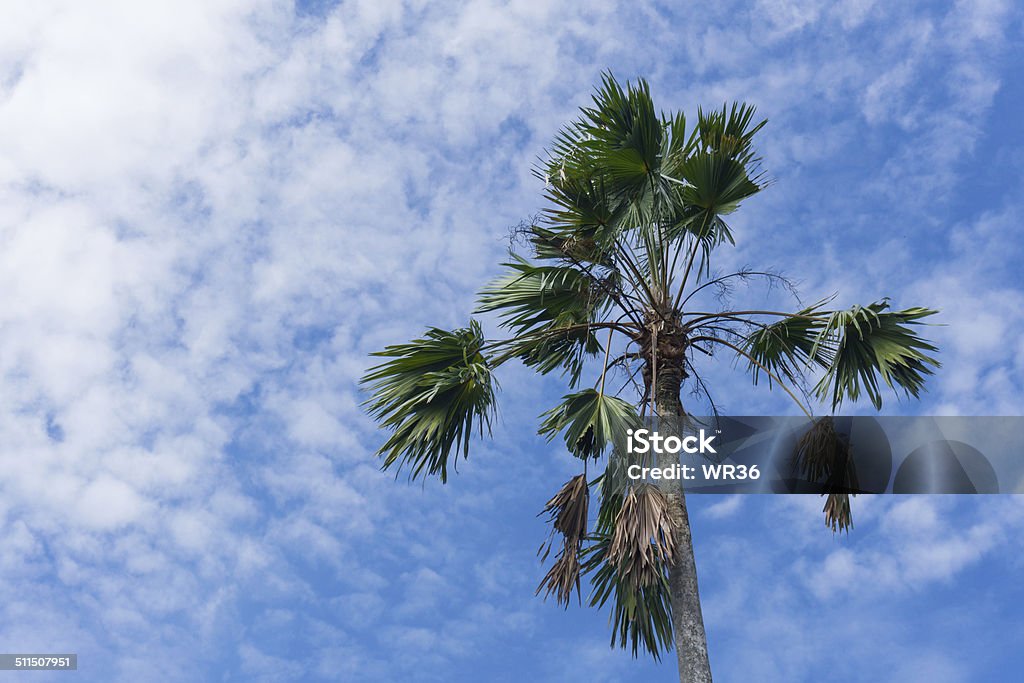 Areca palm Areca Stock Photo