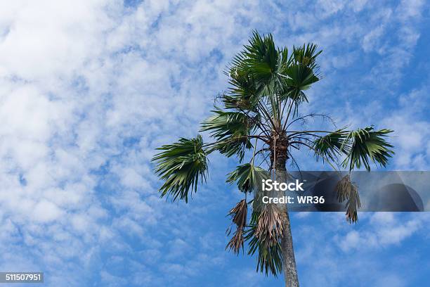 Areca Palm Stock Photo - Download Image Now - Areca, Areca Palm Tree, Backgrounds