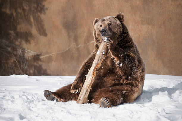 grizzly bear pensando en algo - winter bear fotografías e imágenes de stock