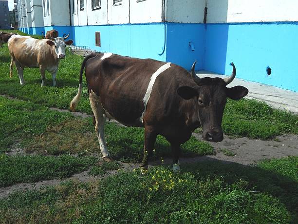 istock Cattle, cow dairy breed in the city. 511508393