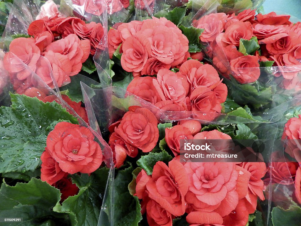 Foto de Imagem De Scarlet Red Begonia Flores Vaso De Plantas Floresplantas  Da Casa e mais fotos de stock de Begonia tuberhybrida - iStock