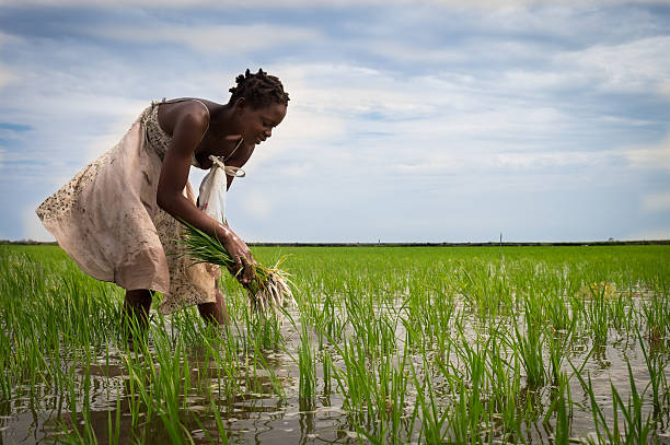 アフリカライスの農家 - africa farmer african descent agriculture ストックフォトと画像