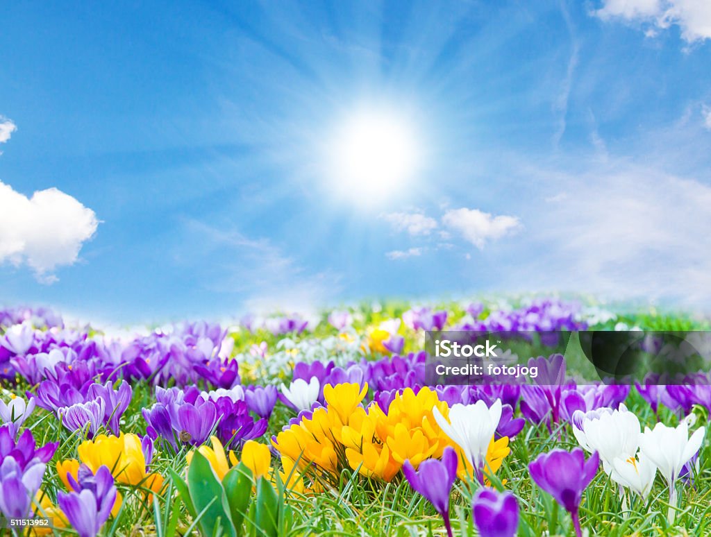 Azafranes en la primavera de sol - Foto de stock de Flor libre de derechos