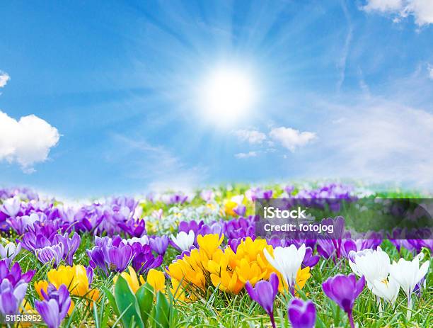 Azafranes En La Primavera De Sol Foto de stock y más banco de imágenes de Flor - Flor, Primavera - Estación, Fondos