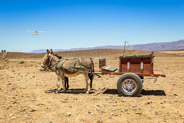 Two donkeys with the old carriage in a dry, desert looking area. Old, traditional way of transport. Small private airplane in the background preparing to land.