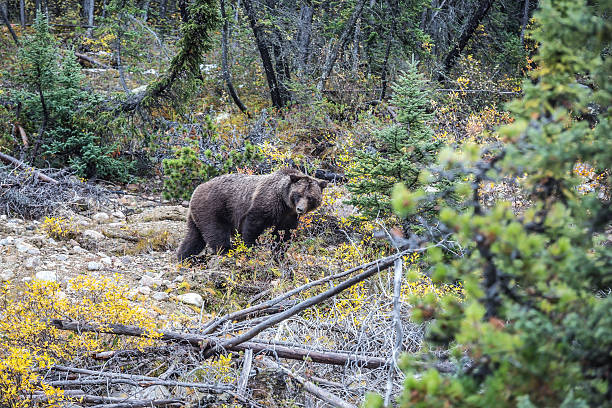 istock Big brown bear looking for nuts, roots and tubers 511515582