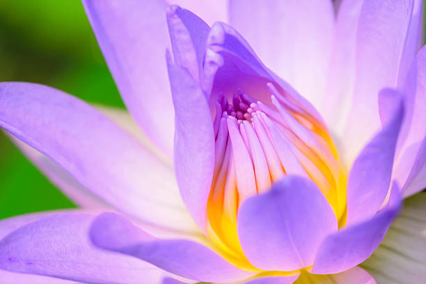 istock beautiful lotus, water lily 511516208