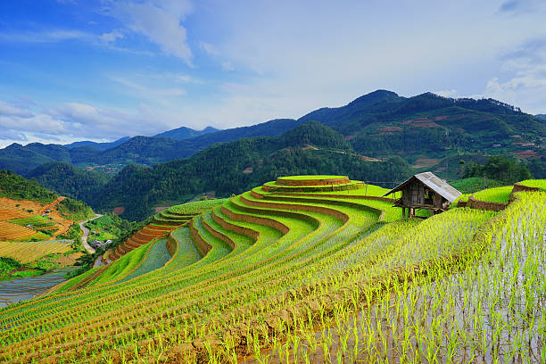 arroz campos en terraza en lluvioso temporada. vietnam. - bancal fotografías e imágenes de stock