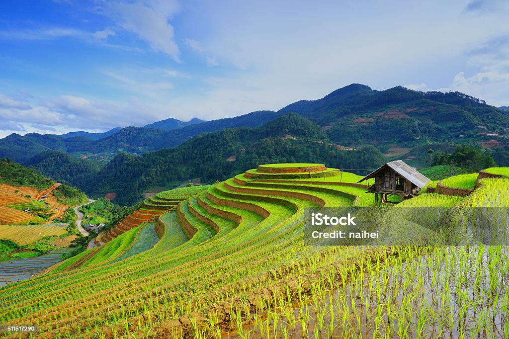 Champs de riz en terrasse en saison des pluies. Viêt Nam. - Photo de Vietnam libre de droits