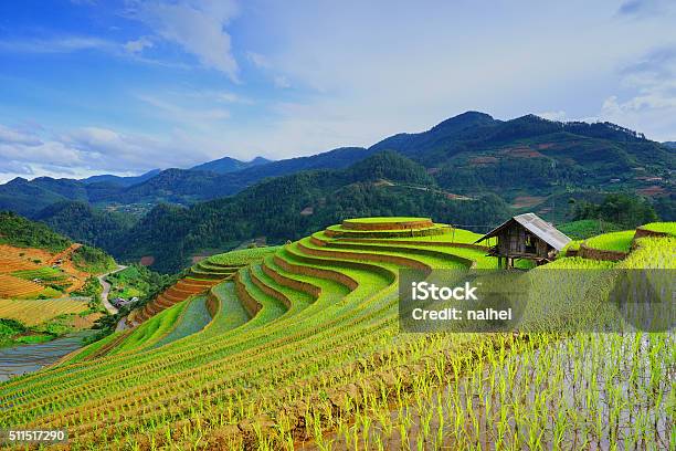 Photo libre de droit de Champs De Riz En Terrasse En Saison Des Pluies Viêt Nam banque d'images et plus d'images libres de droit de Vietnam