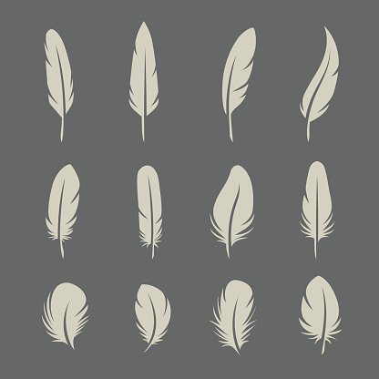 Feathers set on dark background in vector