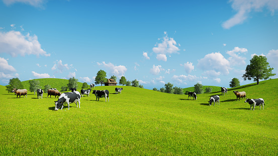 Herd of cows graze on the open green meadows at spring day. Realistic 3D illustration was done from my own 3D rendering file.