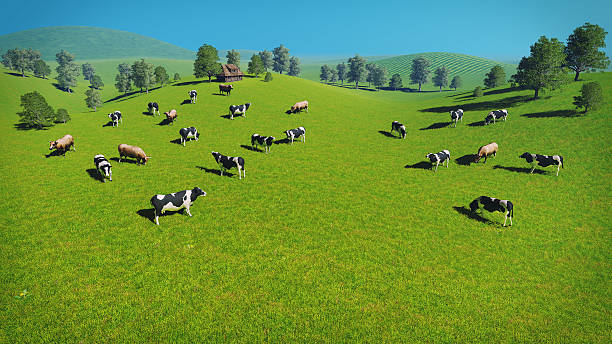 istock Herd of cows on a pasture aerial view 511519172