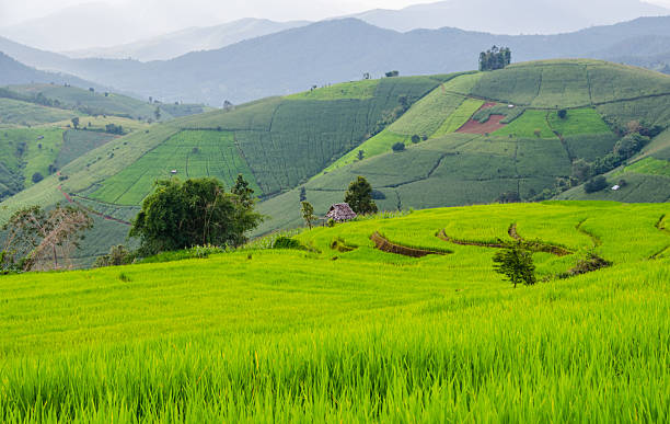istock Green Terraced Rice Field in Chiangmai, Thailand 511520046
