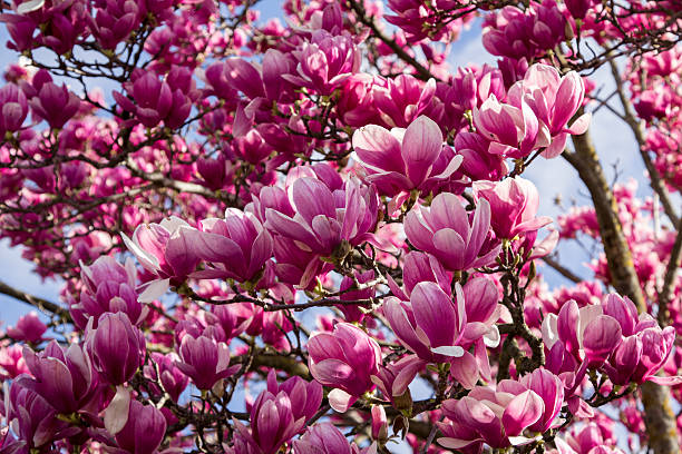 istock Background magnolia lilliflora flowering pink without leaves 511520684