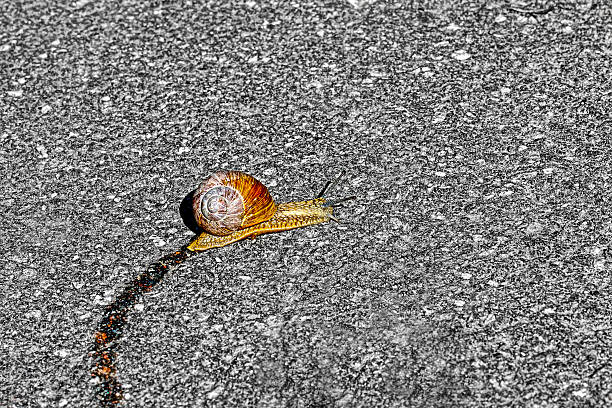caracol sendero al asfalto, un caracol. - remote shell snail isolated fotografías e imágenes de stock