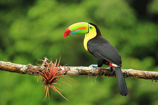 close up of colorful keel-billed toucan bird - costa rica stok fotoğraflar ve resimler