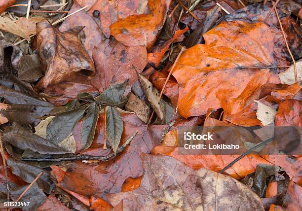 Mischung Aus Herbst Blätter Auf Dem Boden Stockfoto und mehr Bilder von Ahornblatt - Ahornblatt, Blatt - Pflanzenbestandteile, Braun