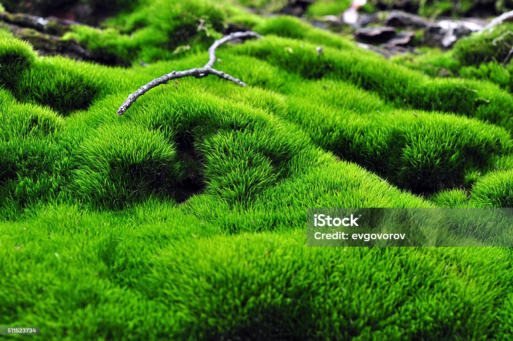 Green surface of moss Tender green vegetation in the forest moss colonies Moss Stock Photo