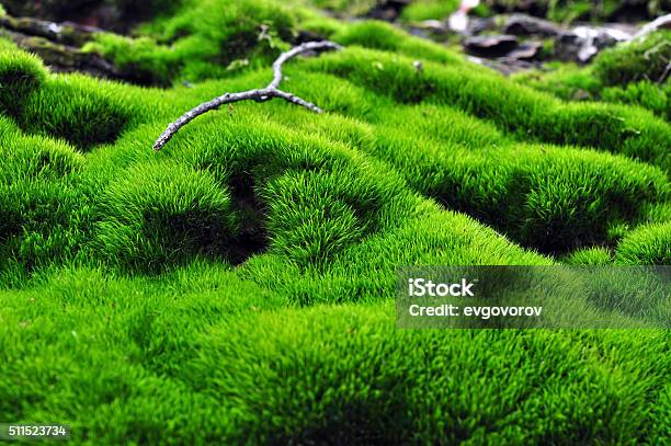 Green Surface Of Moss Stock Photo - Download Image Now - Moss, Forest, Green Color