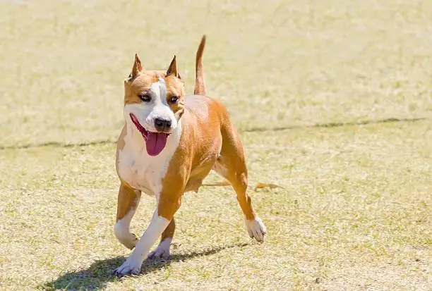 A small, young, beautiful, white and red sable American Staffordshire Terrier walking on the lawn while sticking its tongue out and looking playful and cheerful. Its ears are cropped.