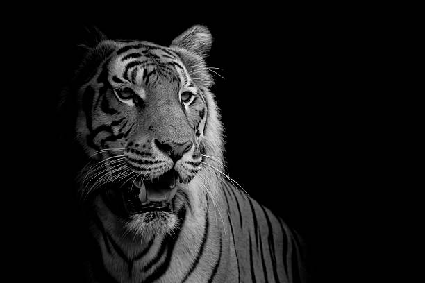 istock close up face tiger isolated on black background 511523888