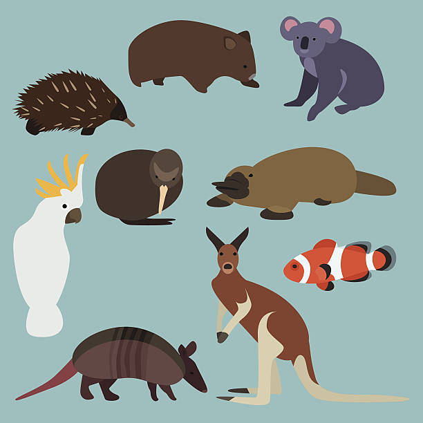 płaska konstrukcja zwierzęta z australii - wombat stock illustrations