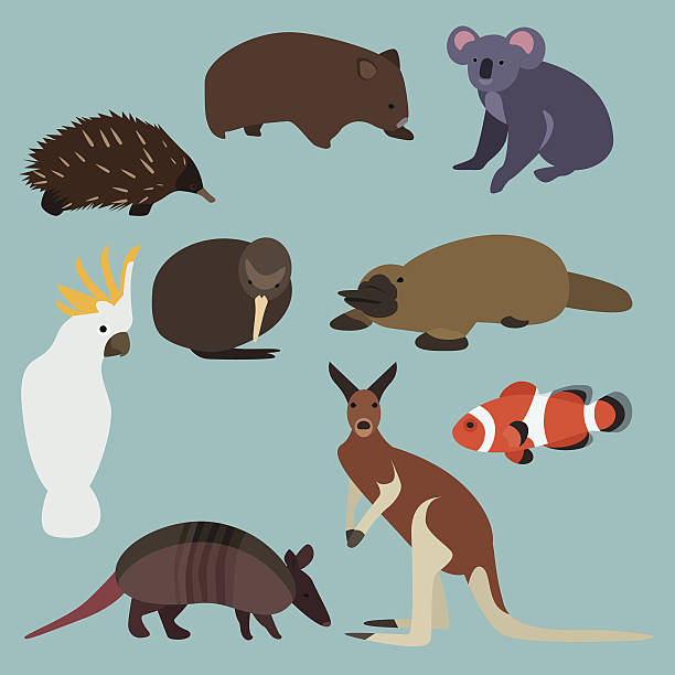 Flat design animals of Australia Flat design animals of Australia wombat stock illustrations