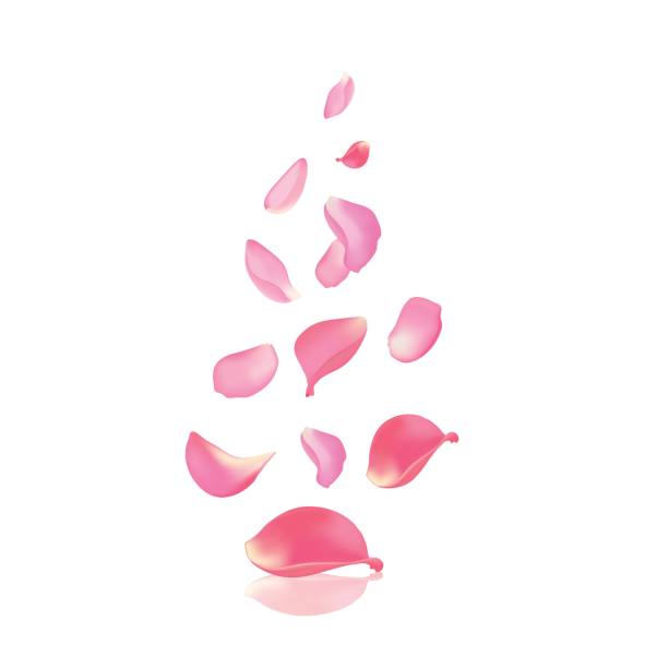 ilustraciones, imágenes clip art, dibujos animados e iconos de stock de falling rose peta - rose valentines day flower single flower