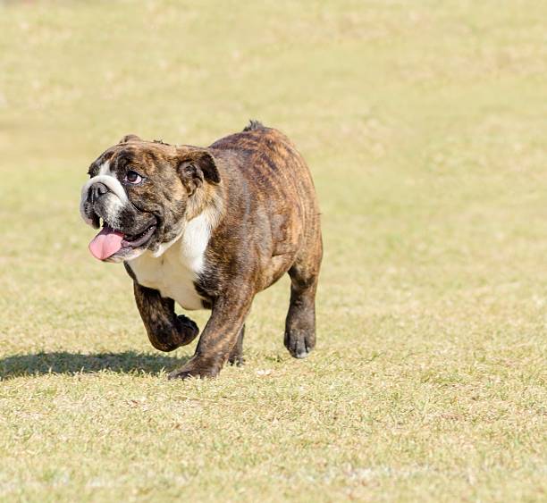 istock English Bulldog 511524600