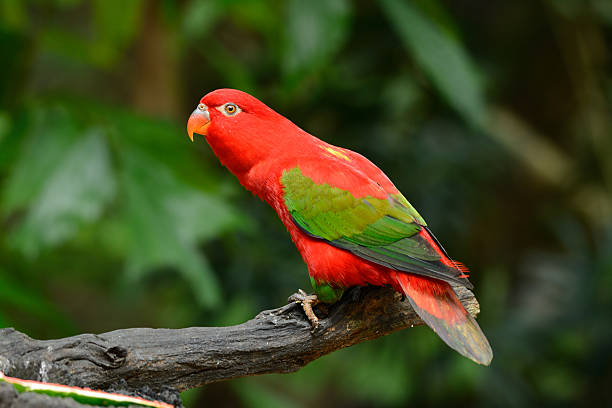 Chattering Lory (Lorius garrulus) beautiful Chattering Lory (Lorius garrulus) at tree top lory photos stock pictures, royalty-free photos & images