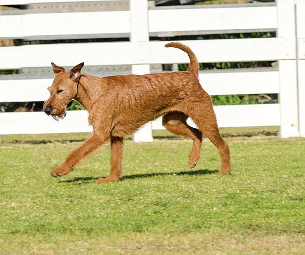 アイリッシュテリア - irish terrier dog running terrier ストックフォトと画像