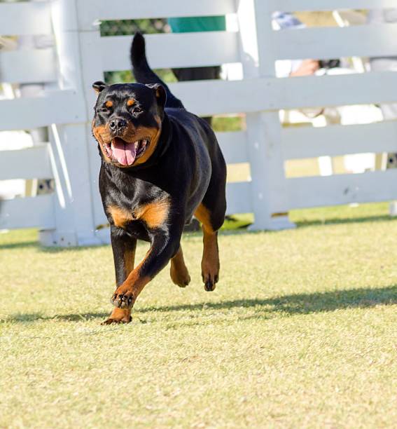 rottweiler chien - german shepherd police security alertness photos et images de collection