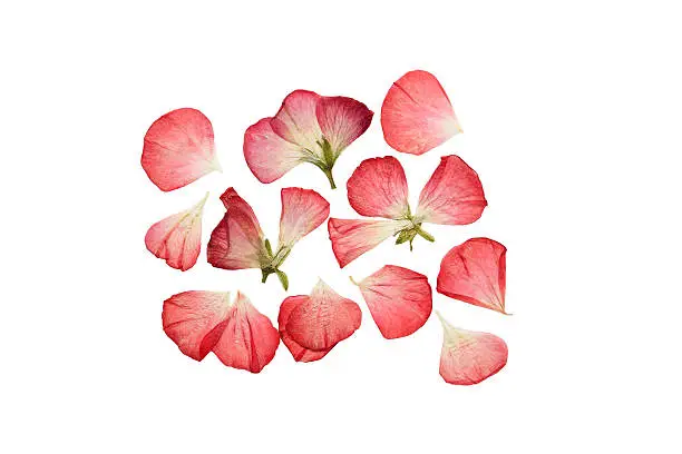 Pressed and dried delicate pink flowers and petals of geranium (pelargonium). Isolated on white background.